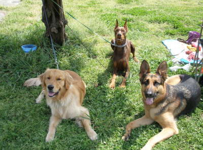 3dogs1.jpg