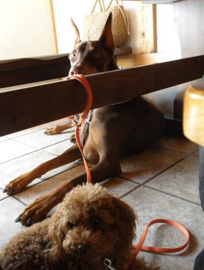 cafe1.jpg