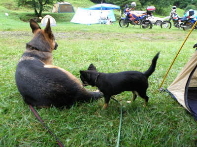 camp51.jpg